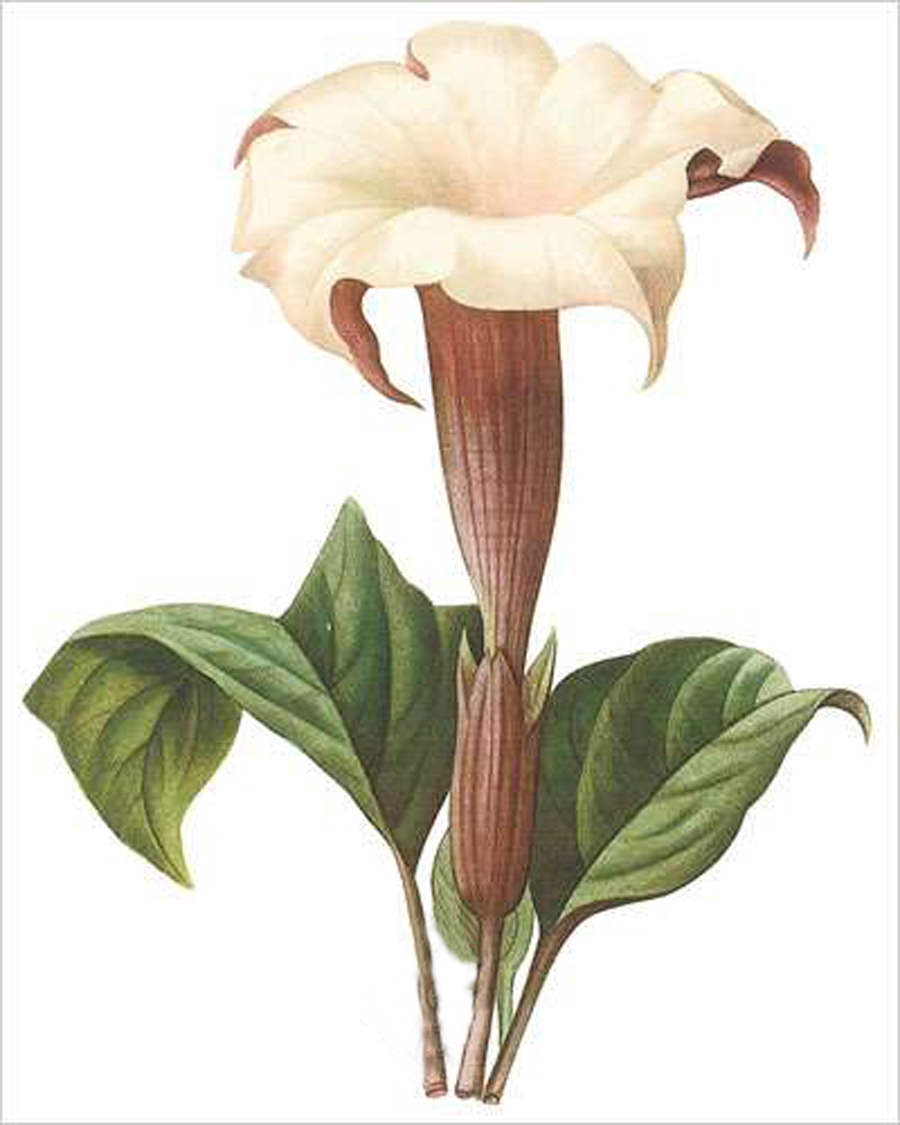 Jimsonweed (bot. Datura lavis)