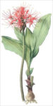 Fireball Lily (bot. Haemanthus multiflorus)