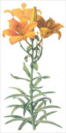 Orange Lily (bot. Lilium Bulbiferum)
