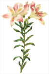 Peruvian Lily (bot. Alstroemeria pelegrina)