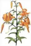 Tiger Lily (bot. Lilium tigrinum)