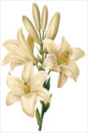 White Lily (bot. Lilium candidum)