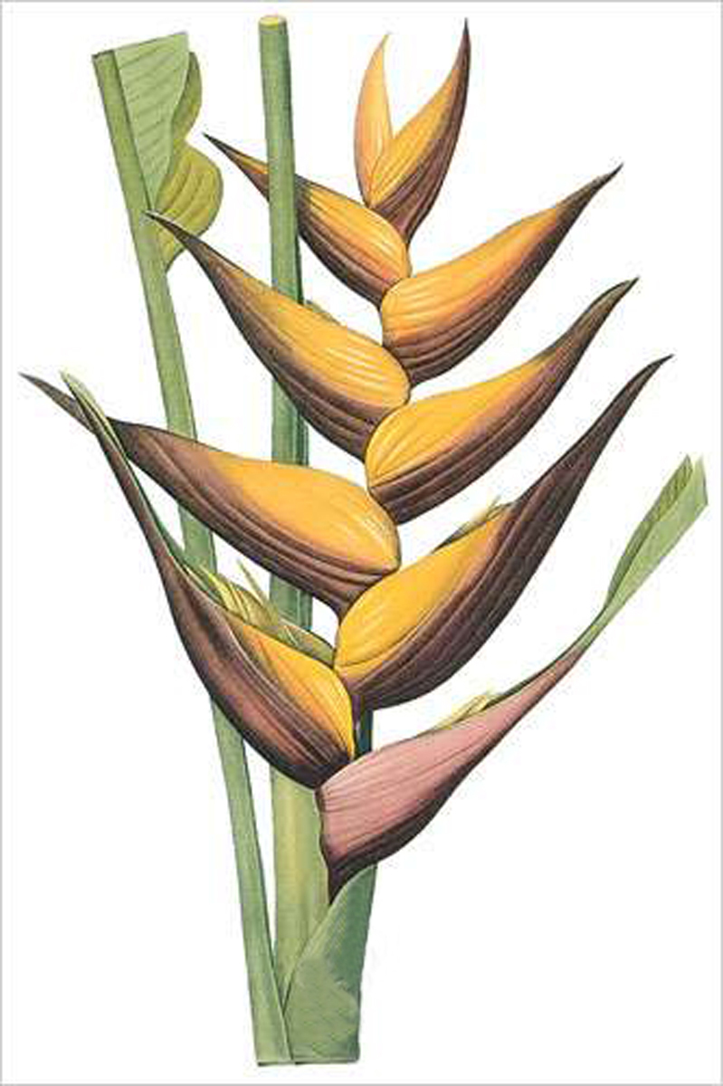 Lobster Claw (bot. Heliconia humilis)
