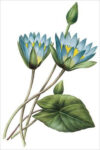 Blue Lotus (bot. Nympheaea caerulea)