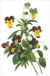Tricolor Pansy (bot. Viola tricolor)