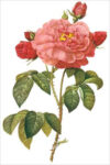 Rose Of Orleans (bot. Rosa gallica aurelianensis)