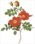 Sweetbriar Rose (bot. Rosa eglanteria)