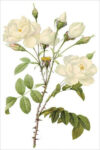 White Rose (bot. Rosa campanulata alba)