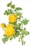 Yellow Rose (bot. Rosa sulfurea)