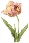 Tulip (bot. Tulipa culta)