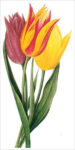 Tulip (bot. Tulipa gesneriana)
