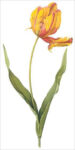 Didier's Tulip (bot. Tulipa gesneriana)