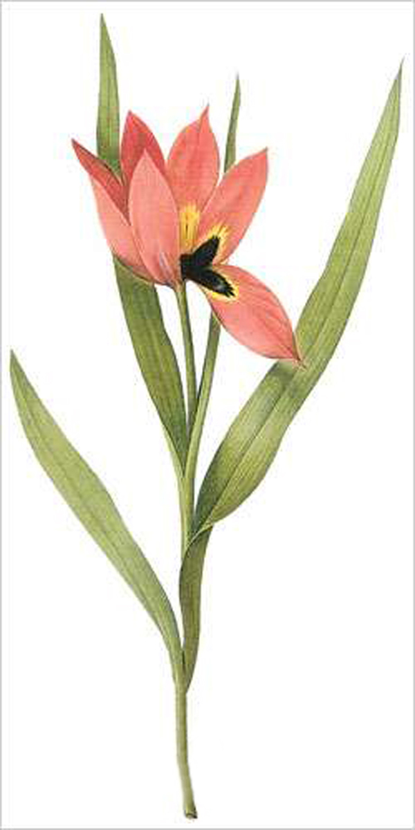 Eye-Of-The-Sun Tulip (bot. Tulipa oculus-solis)
