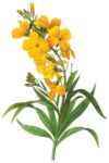 Wallflower (bot. Cheiranthus flavus)