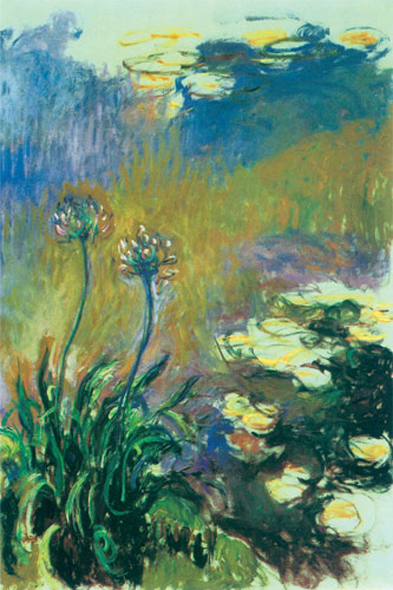 The Agapanthus