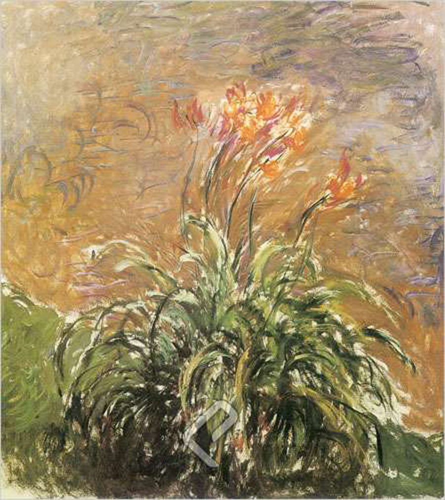 Hemerocallis