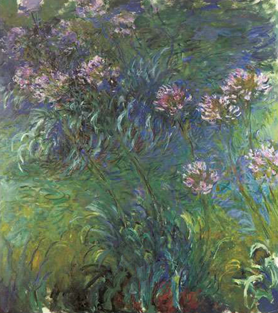 Agapanthus