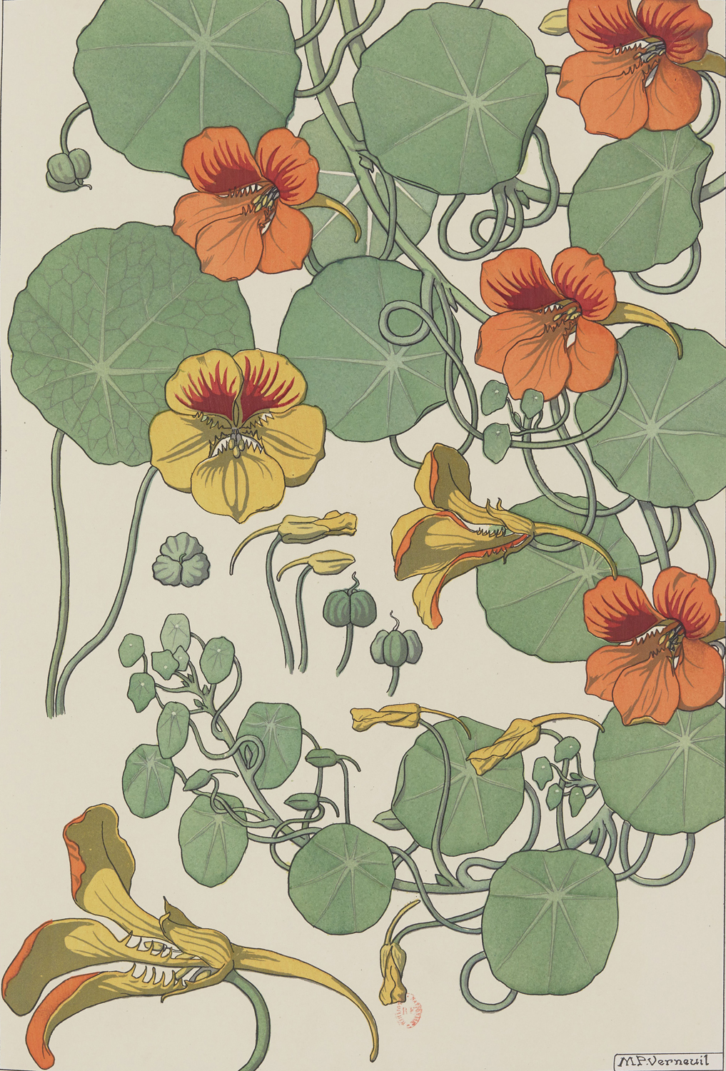 Nasturtium - The Plant and its Ornamental Applications, 1896