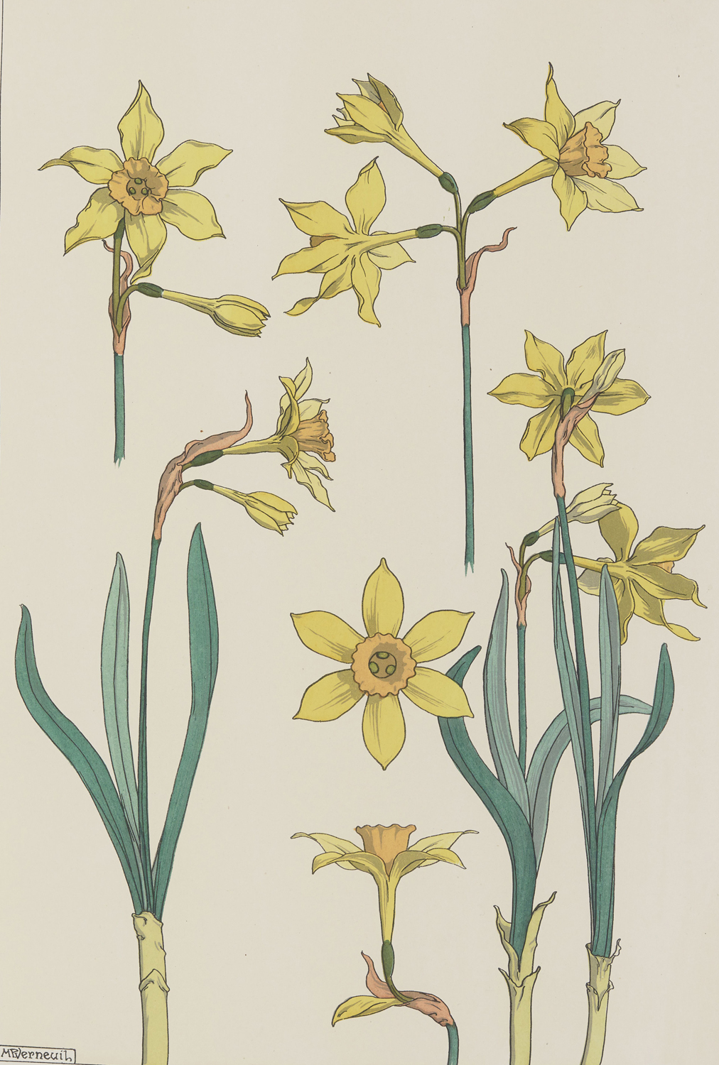 Jonquil - The Plant and its Ornamental Applications, 1896