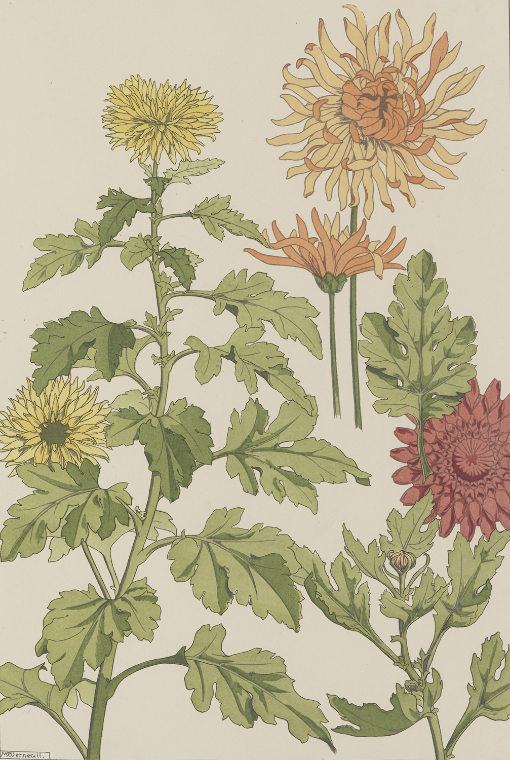 Chrysanthemum - The Plant and its Ornamental Applications, 1896