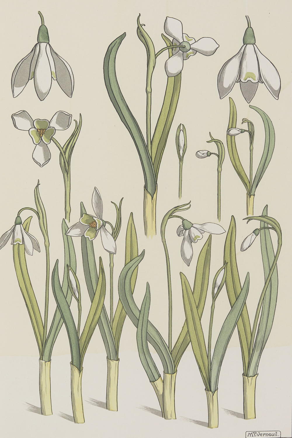 Snowdrop - The Plant and its Ornamental Applications, 1896