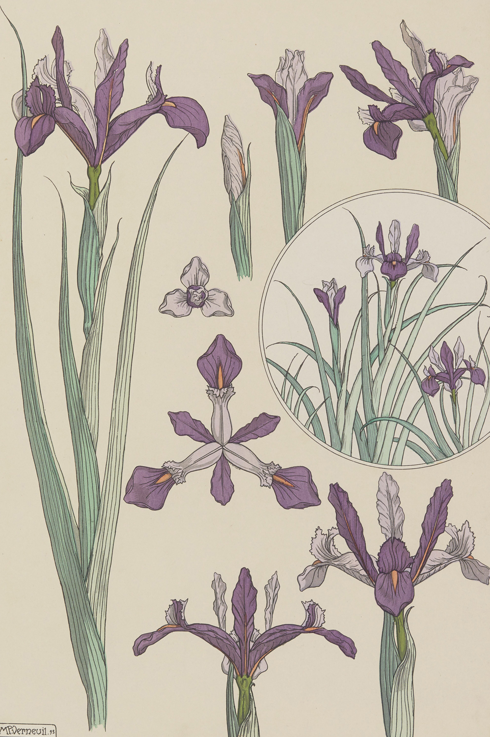 Iris - The Plant and its Ornamental Applications, 1896