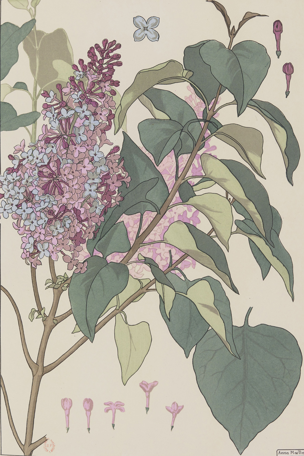 Lilac - The Plant and its Ornamental Applications, 1896