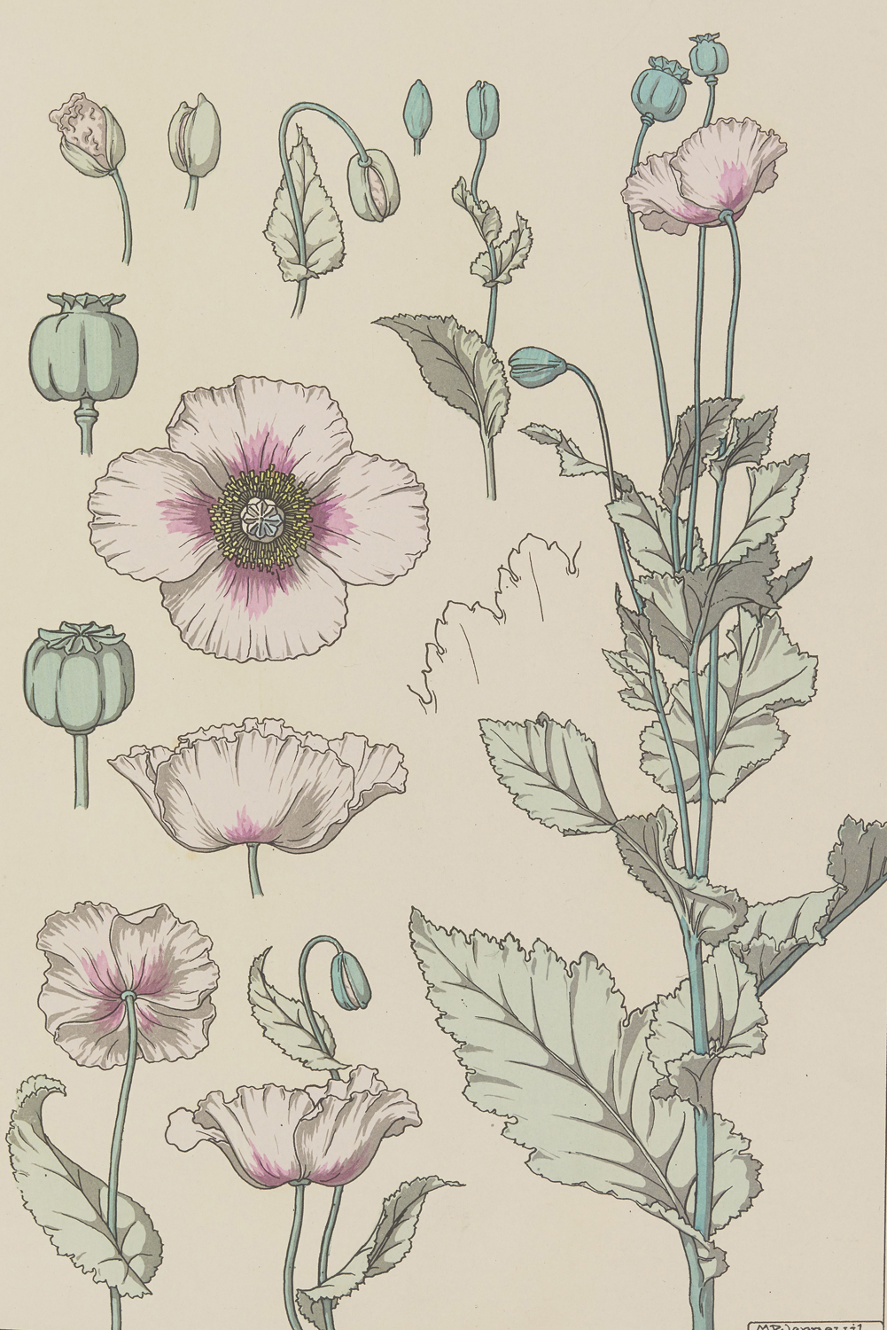 Poppy - The Plant and its Ornamental Applications, 1896