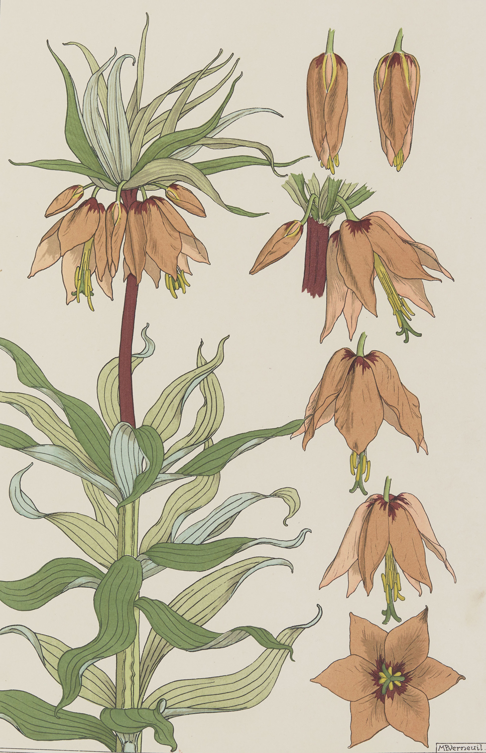 Crown Imperial - The Plant and its Ornamental Applications, 1896