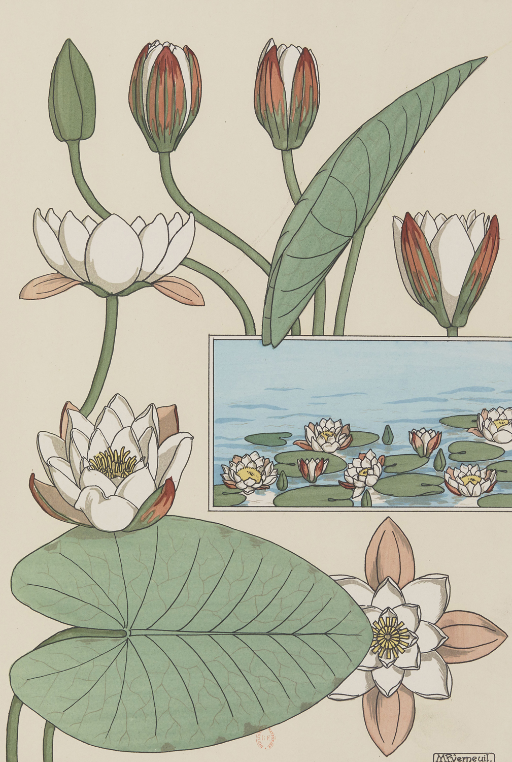 Water Lily - The Plant and its Ornamental Applications, 1896
