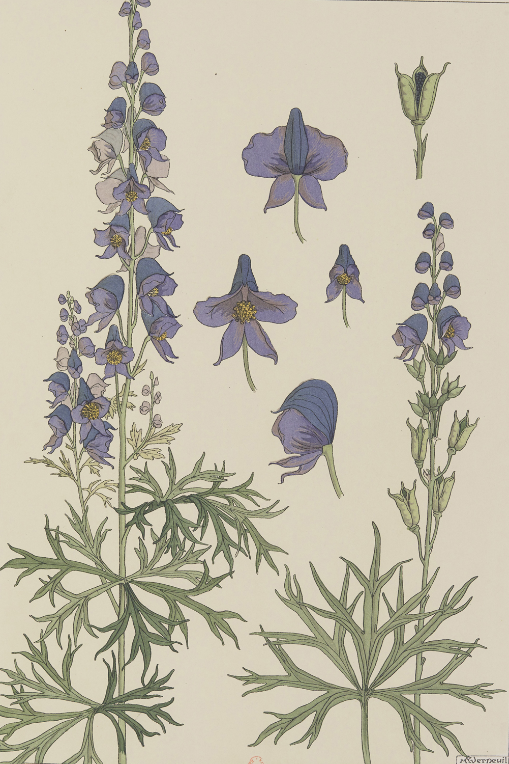 Monks Hood - The Plant and its Ornamental Applications, 1896