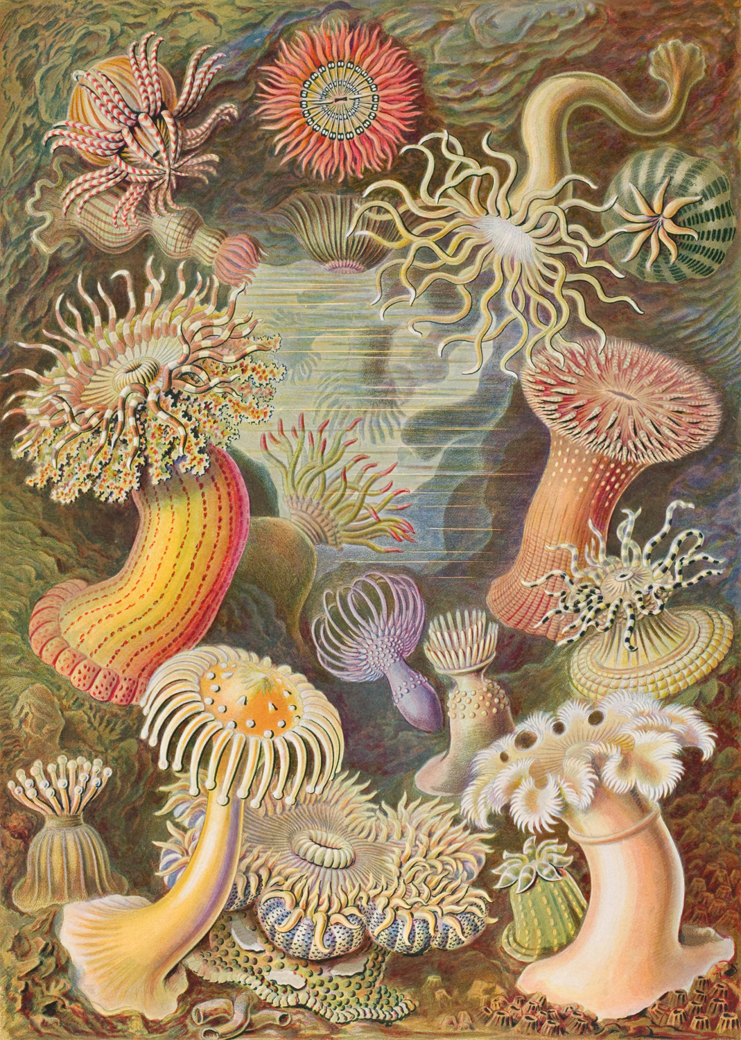 Actiniae, 1904