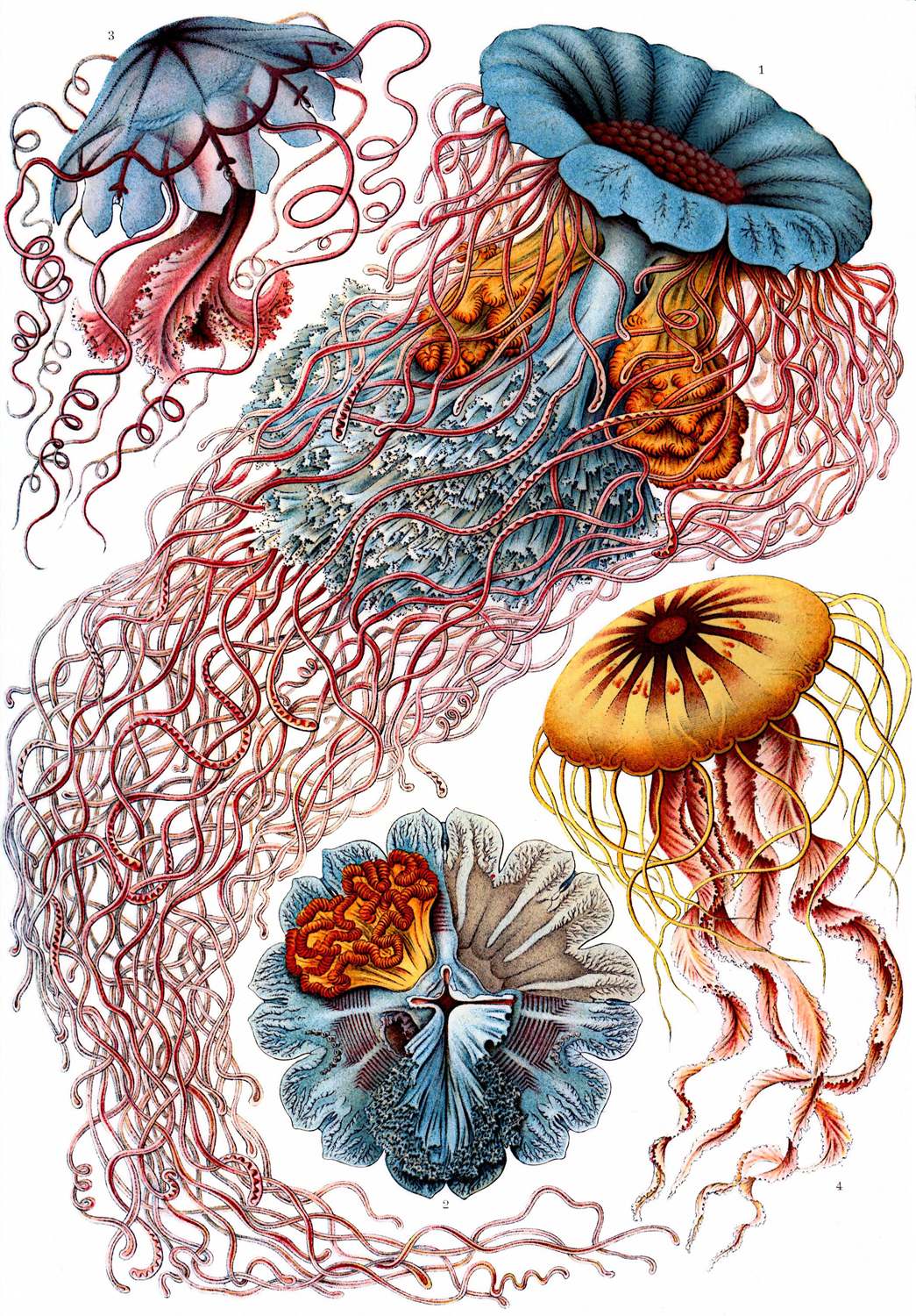 Discomedusae, 1904