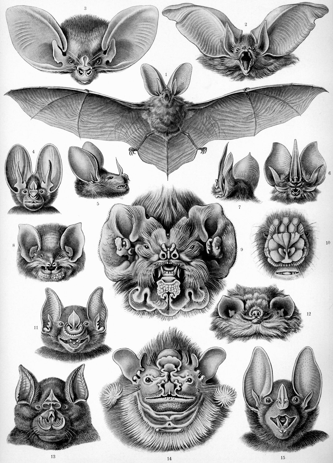 Chiroptera, 1904
