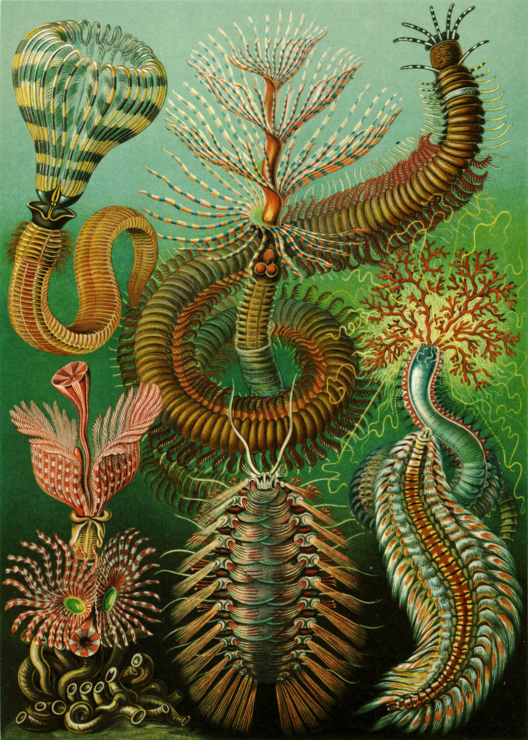Chaetopoda, 1904