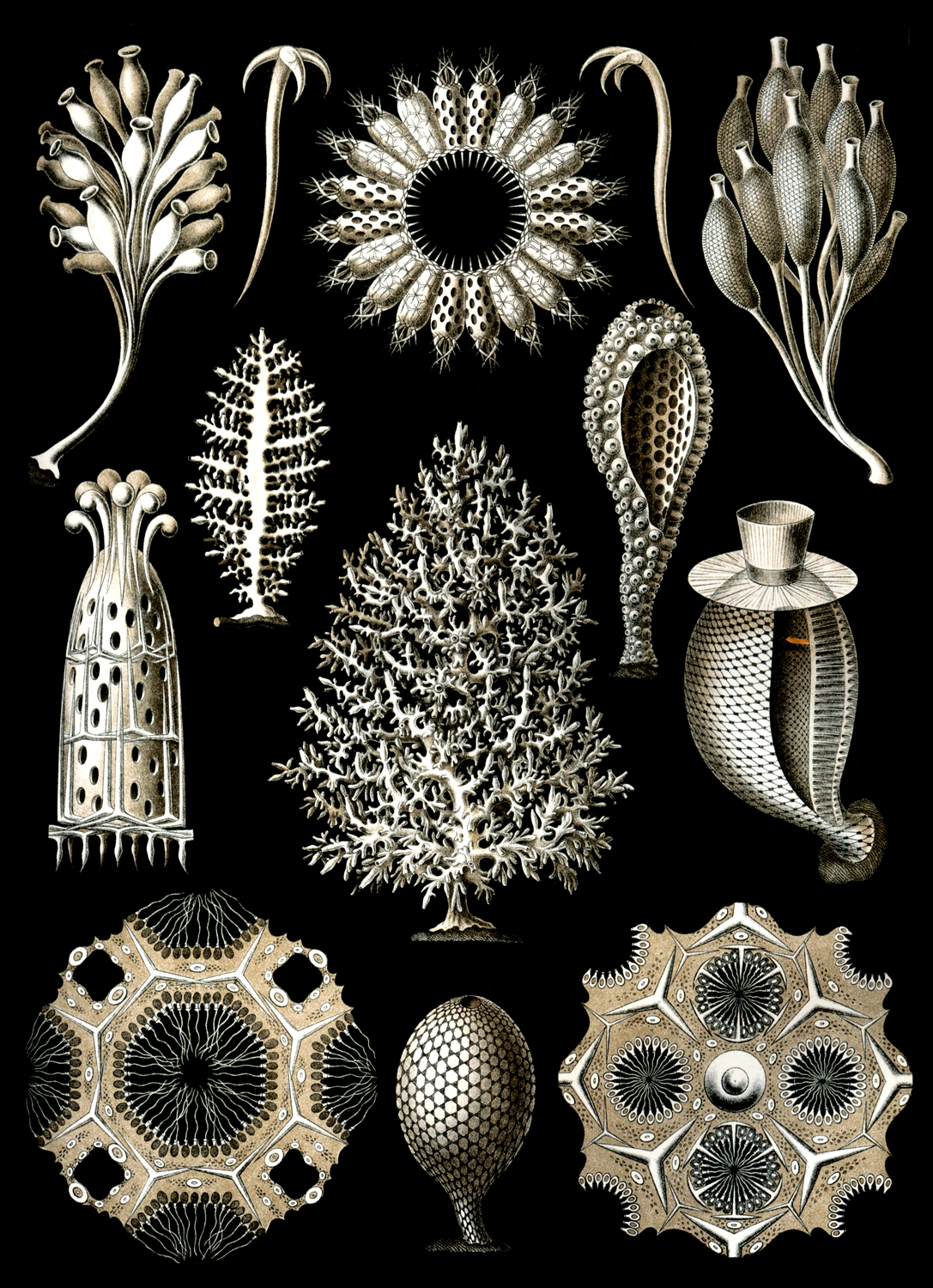 Calcispongiae, 1904