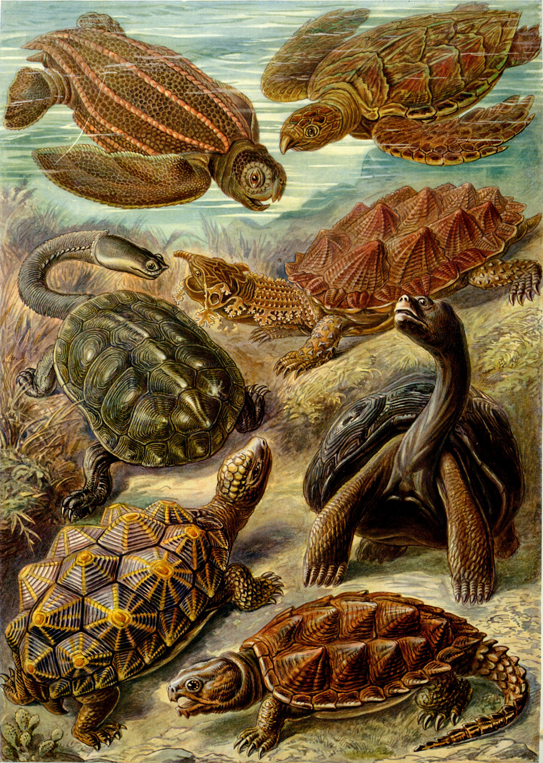 Chelonia, 1904