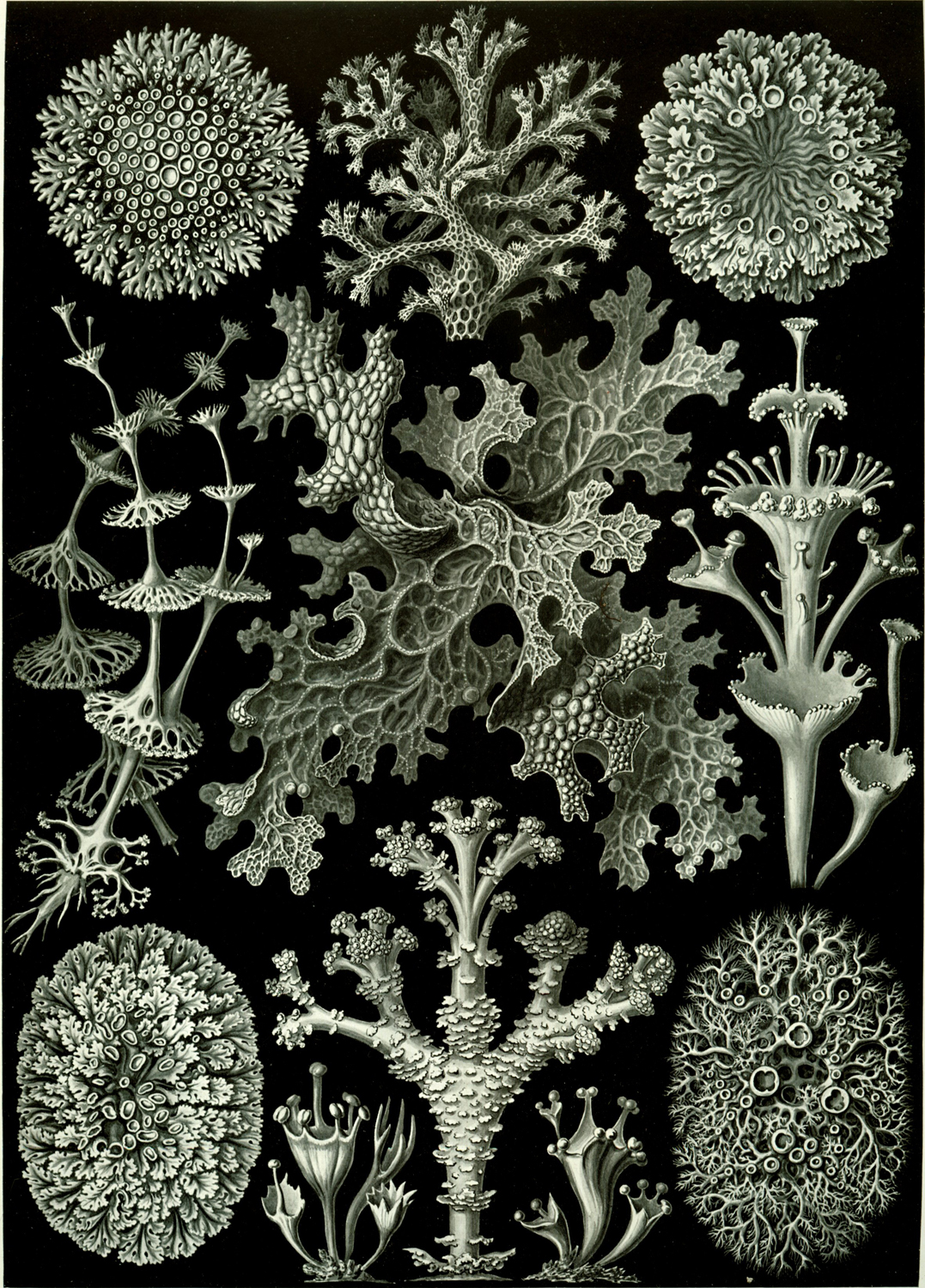 Stephoidea, 1904