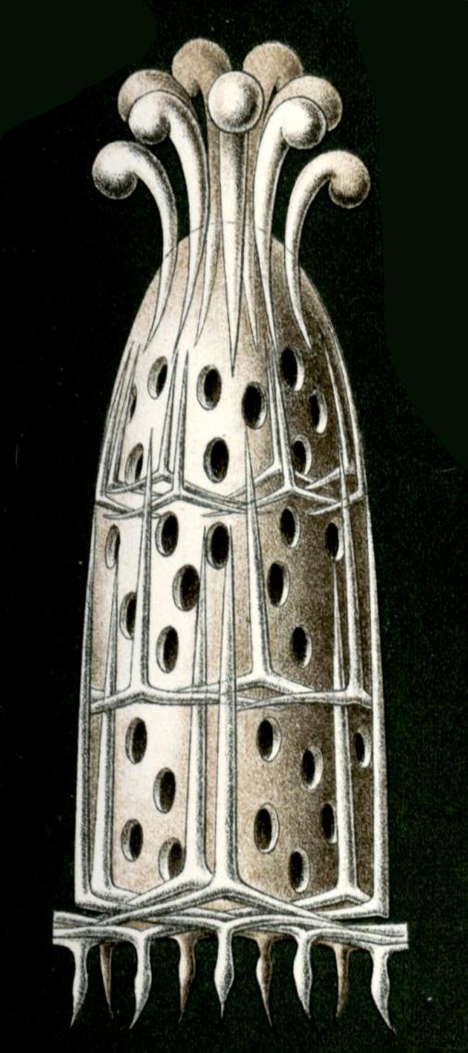 Calcispongiae, Grantia, 1904