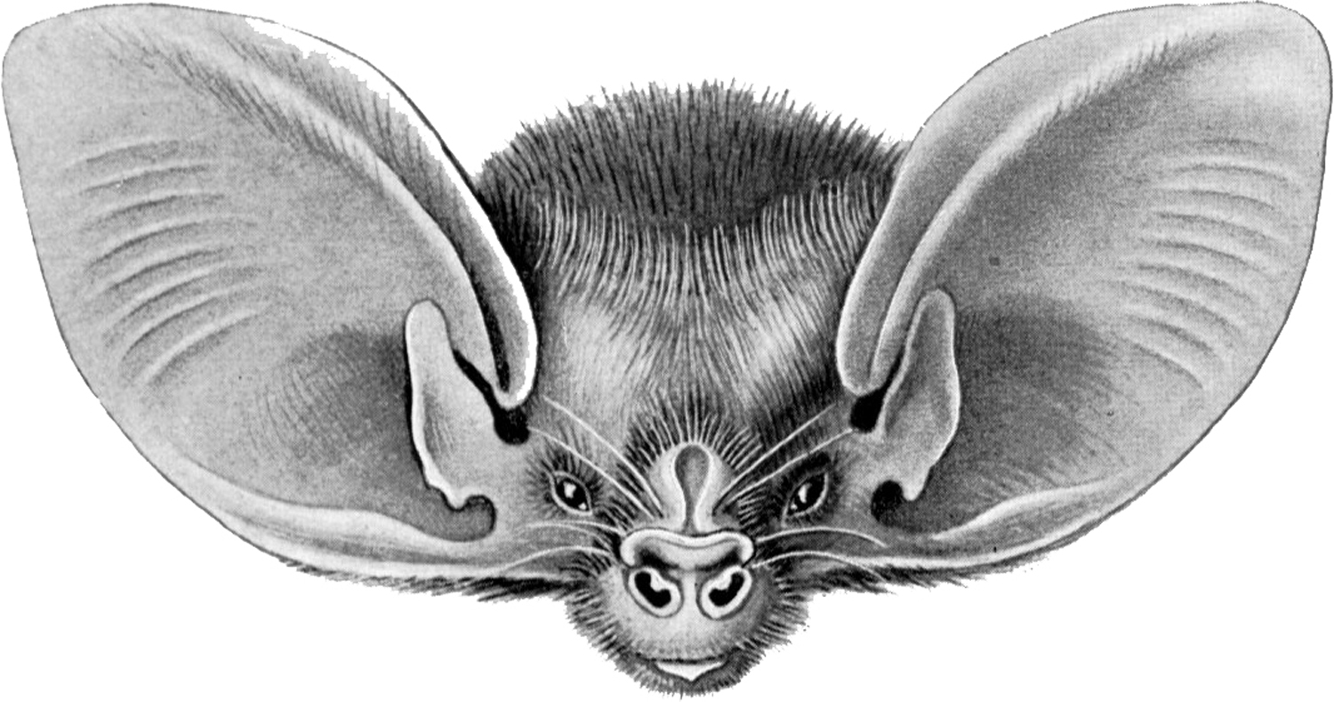 Chiroptera Nyctophilus, 1904