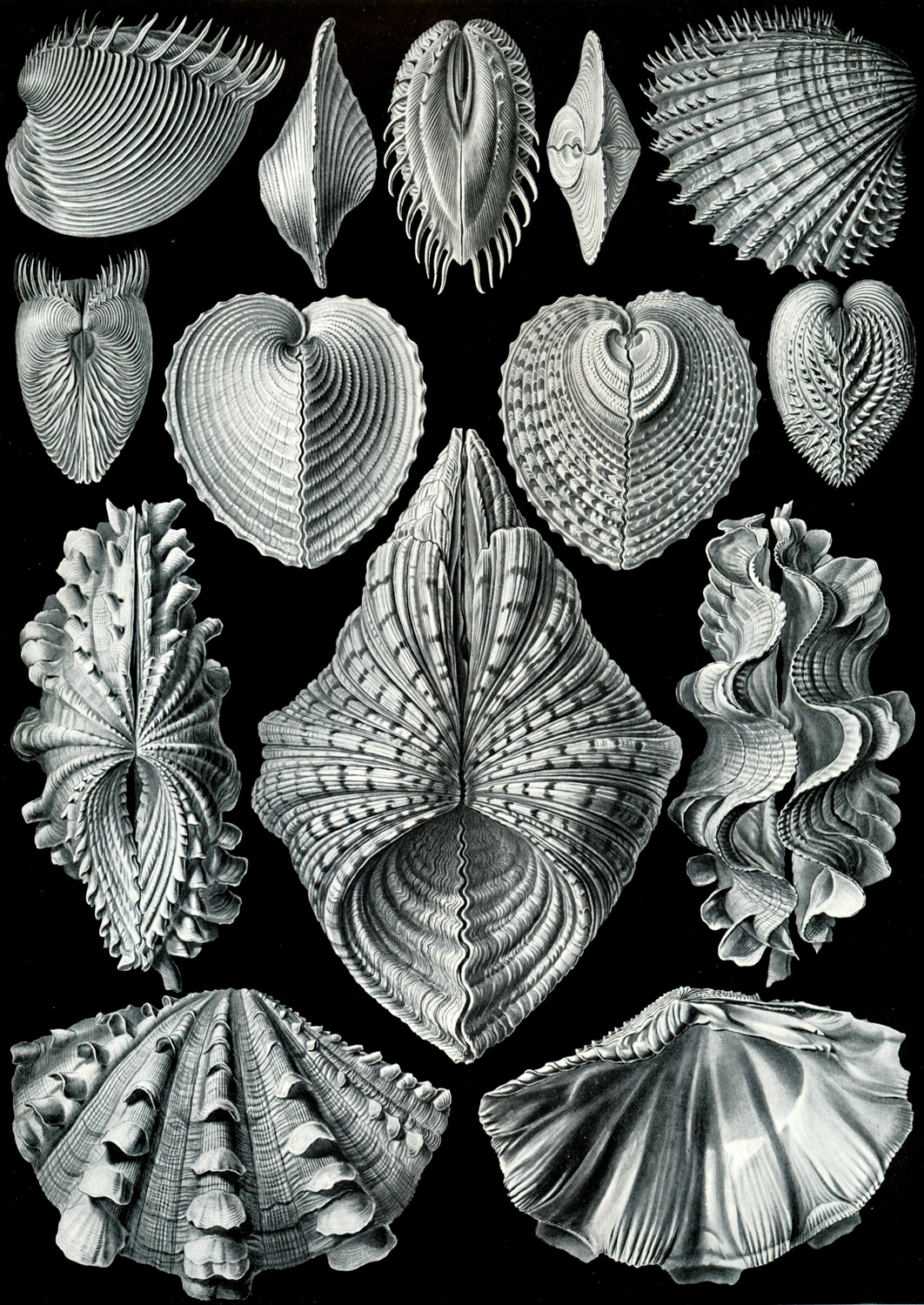 Acephala, 1904