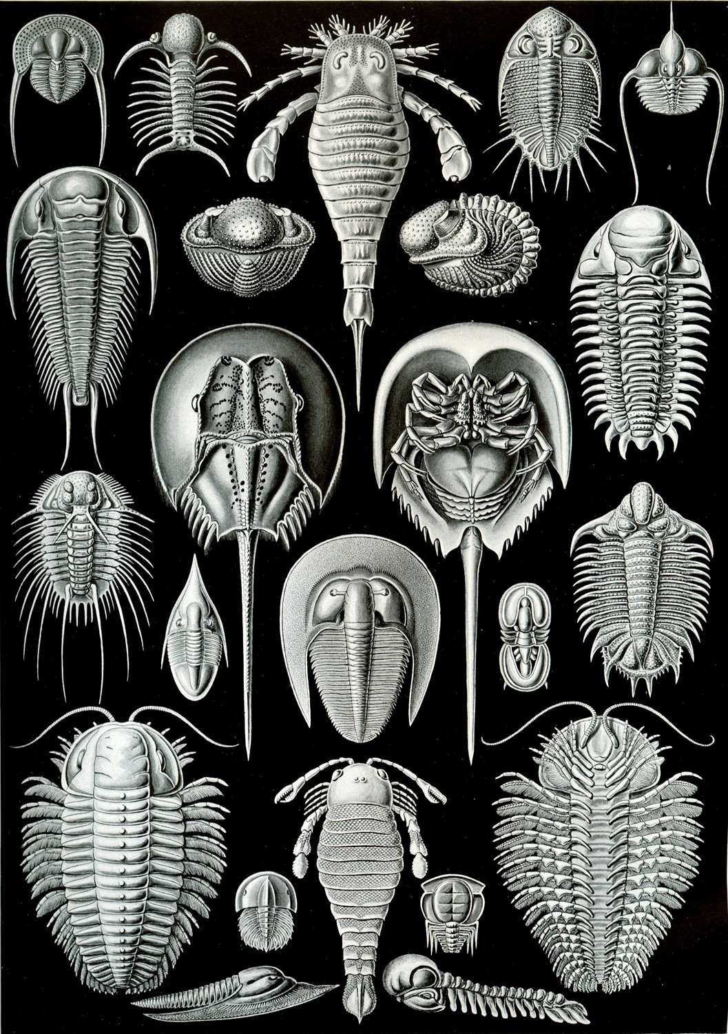 Aspidonla, 1904