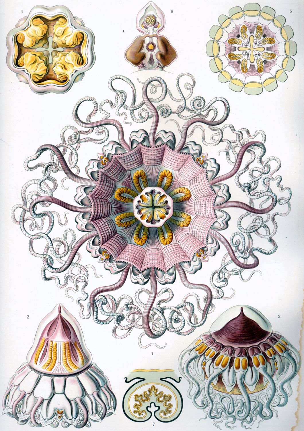 Peromedusae, 1904