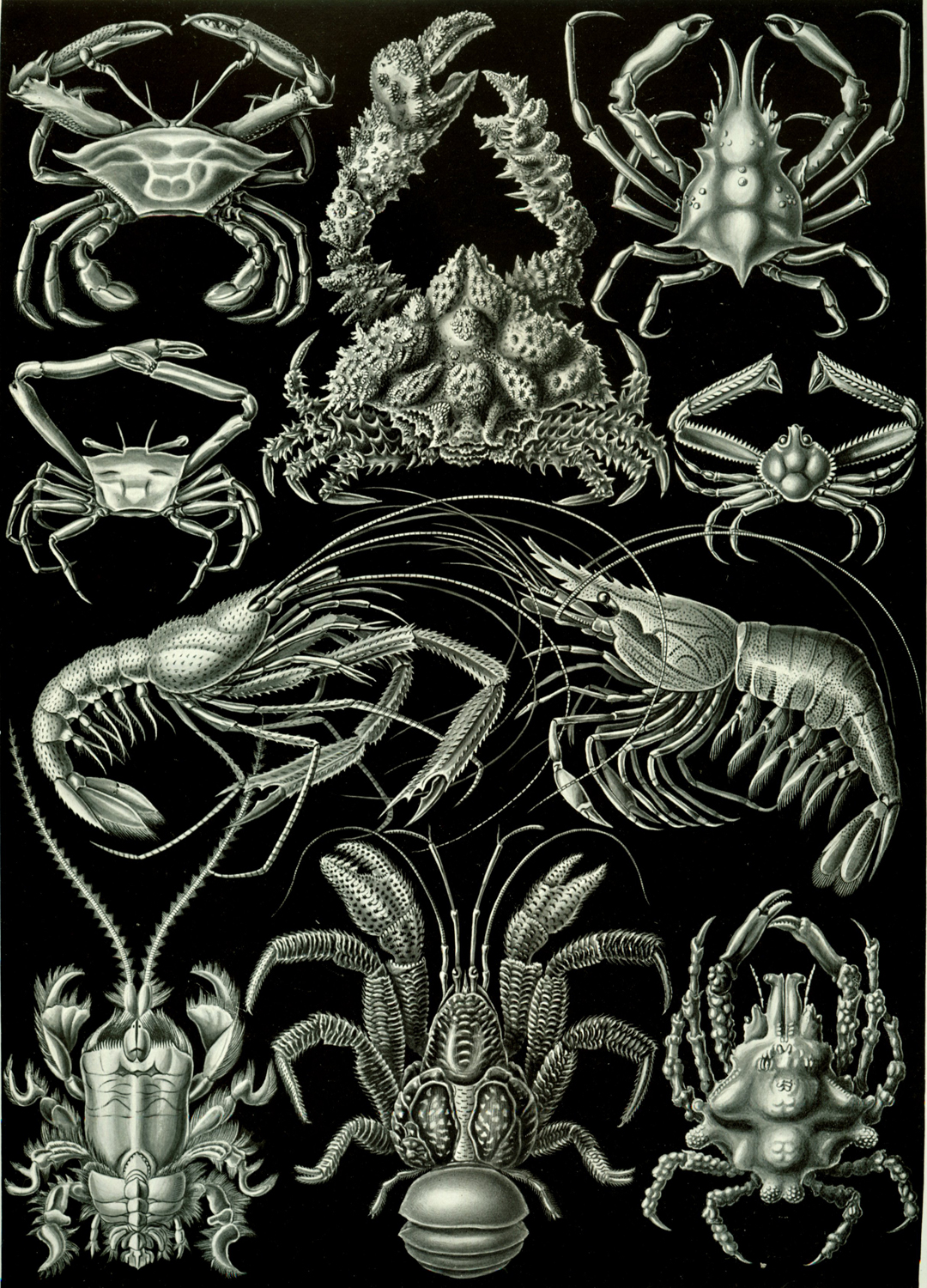 Decapoda, 1904