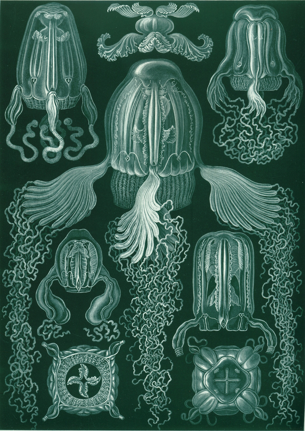 Cubomedusae, 1904