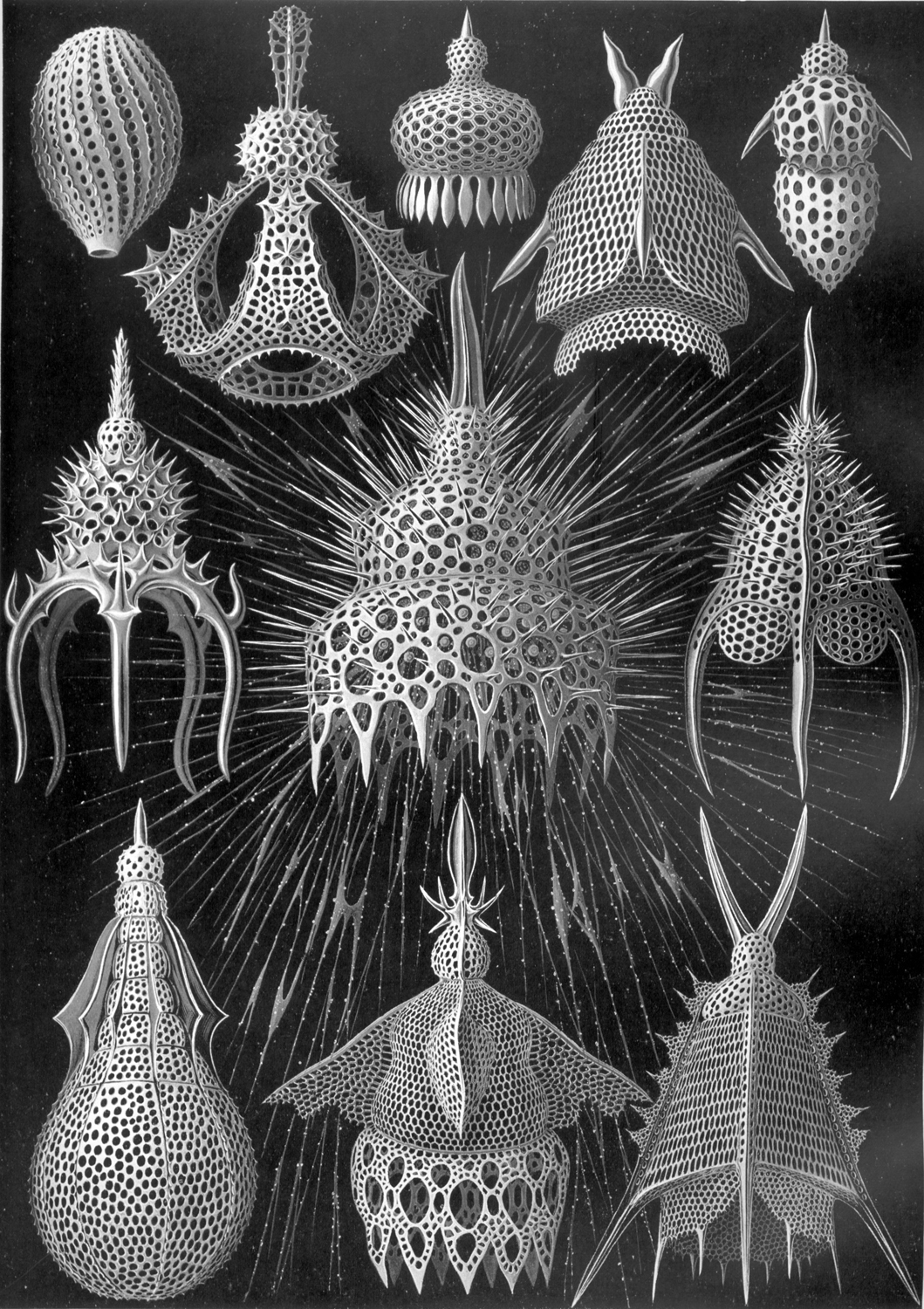 Cyrtoidea, 1904