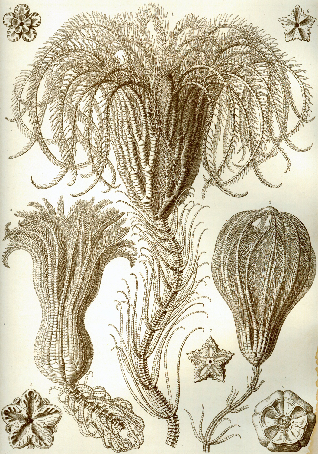 Crinoidea, 1904