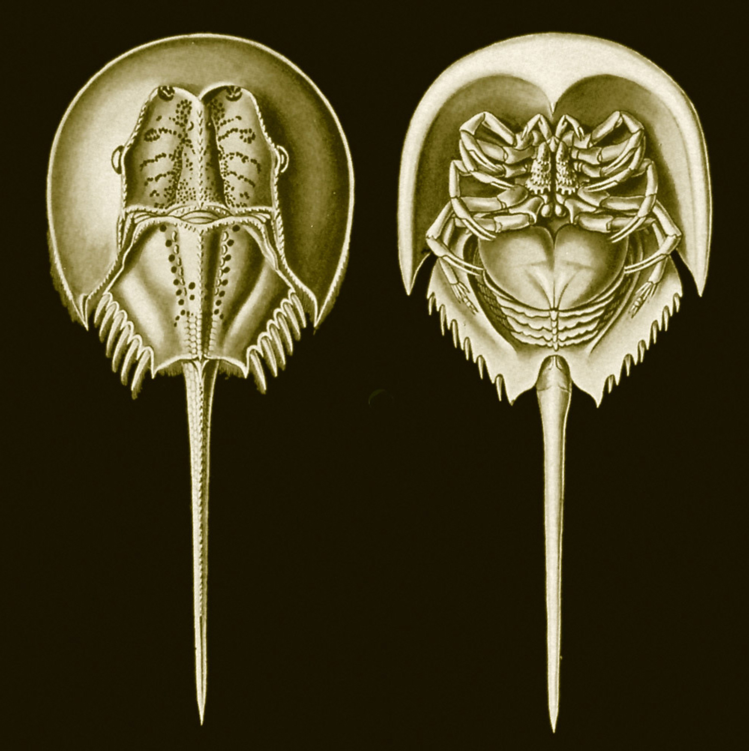 Tachypleus gigas, 1904