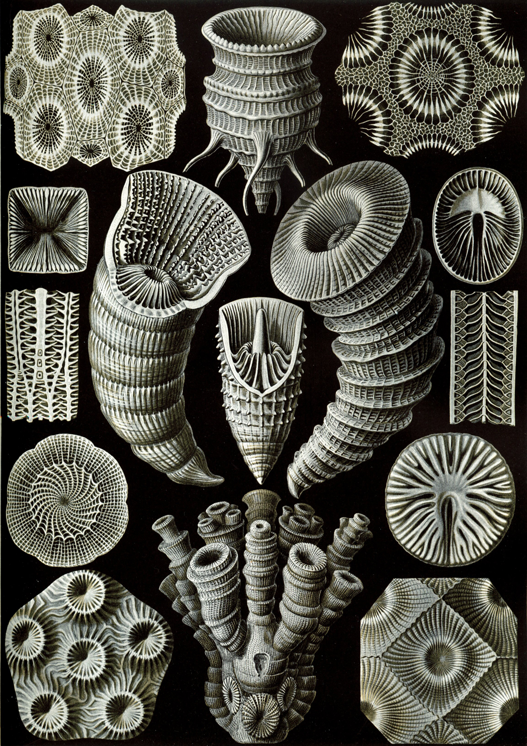 Tetracoralla, 1904