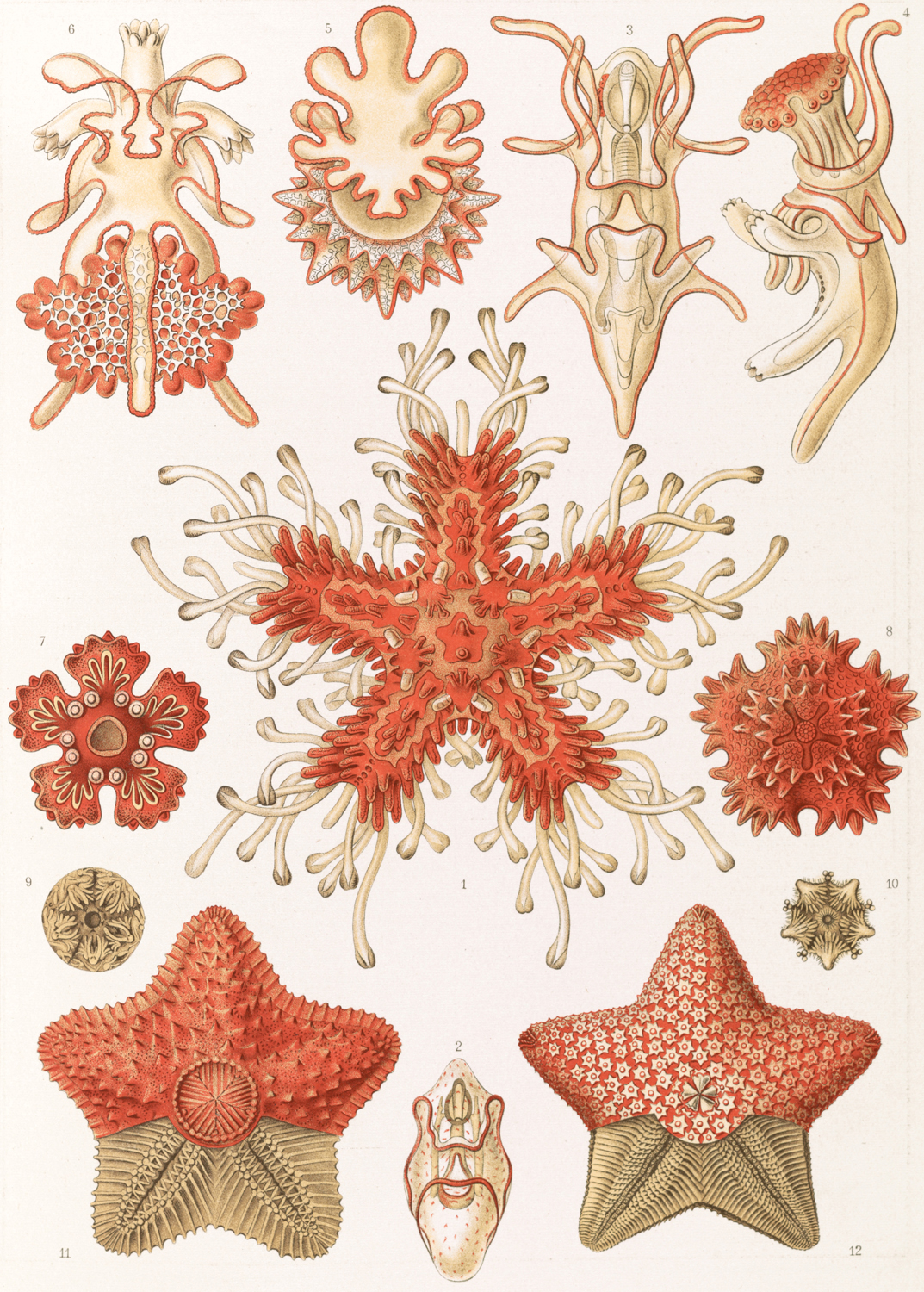 Asteridea, 1904